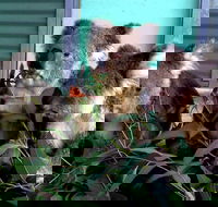 Cohunu Koala Park - Gold Coast