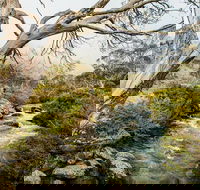 Dead Horse Gap walking track - Tourism Gold Coast