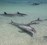 Dolphins of Monkey Mia - Tourism Gold Coast