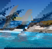 Dolphin Marine Conservation Park - Tourism Gold Coast