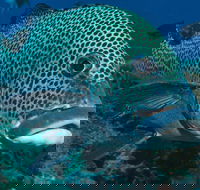 Fish Bowl Dive Site - Tourism Gold Coast