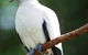 Goold Island National Park - thumb 1