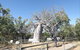 Gregory's Tree, Timber Creek - thumb 0