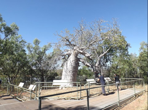Gregory's Tree, Timber Creek - Tourism Gold Coast 0