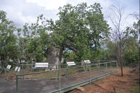 Gregory's Tree, Timber Creek - Tourism Gold Coast 1