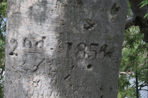 Gregory's Tree, Timber Creek - Tourism Gold Coast 2