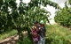 Harben Vale Pick Your Own Cherries - thumb 0