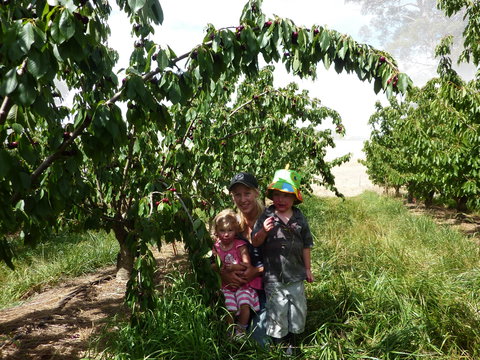 Harben Vale Pick Your Own Cherries - Gold Coast 0