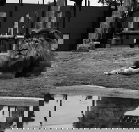 Hunter Valley Zoo - Tourism Gold Coast