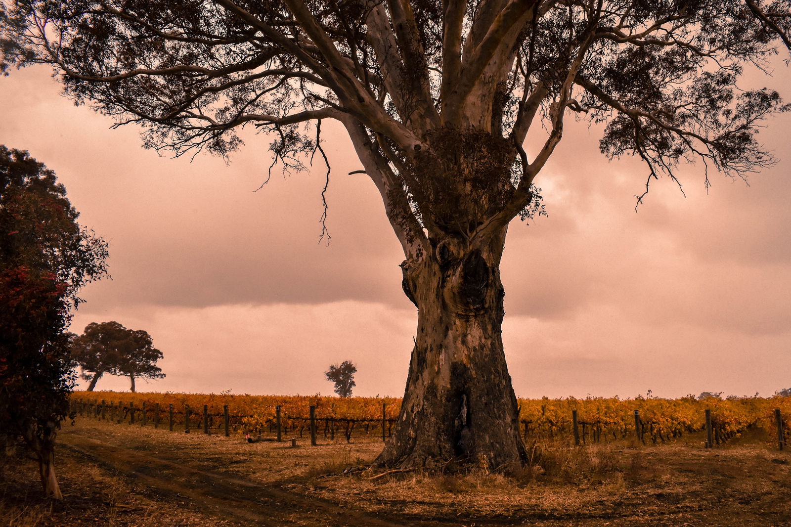 Wolseley SA Tourism Gold Coast