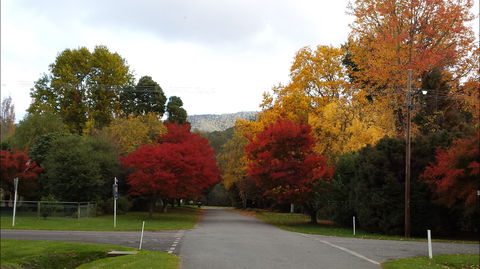 Jamieson Significant Trees - Tourism Gold Coast 1