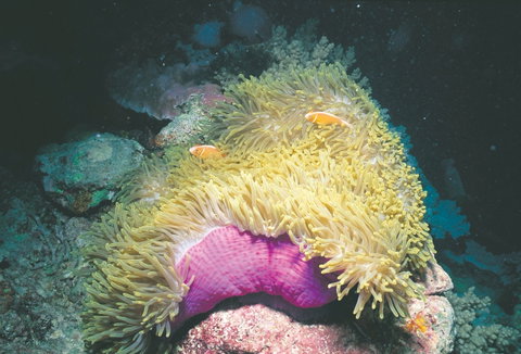Rowley Shoals - Tourism Gold Coast 2