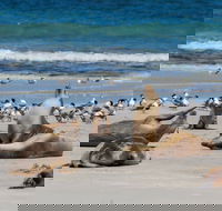 Seal Bay - Tourism Gold Coast