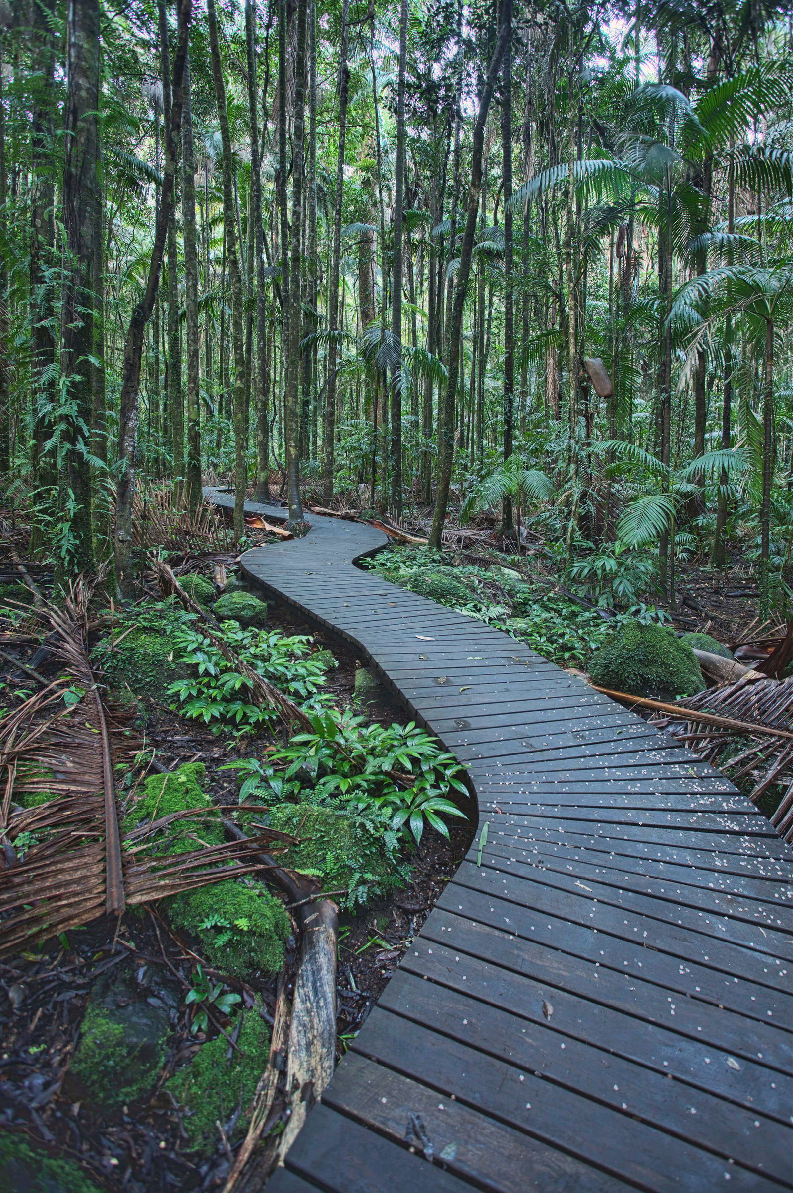 Howards Grass NSW Tourism Gold Coast