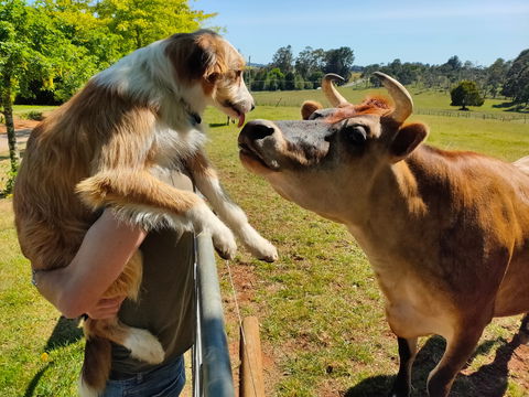 The Truffledore - Tourism Gold Coast 2