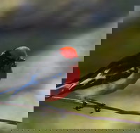 Weddin Bird Trails - Gold Coast