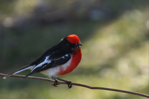 Weddin Bird Trails - Tourism Gold Coast 0