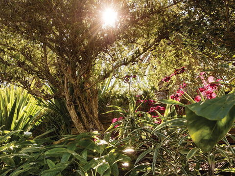 Wendy Whiteley's Secret Garden - Tourism Gold Coast 1