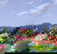 Blue Lotus Water Garden - Tourism Gold Coast