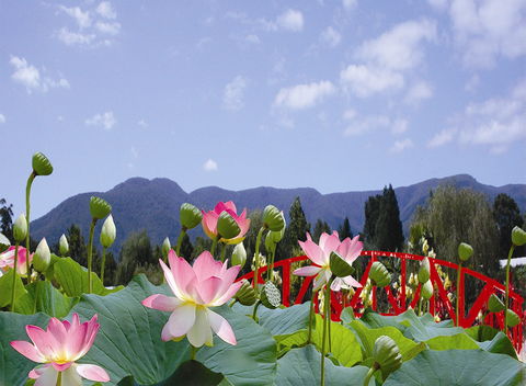 Blue Lotus Water Garden - Tourism Gold Coast 0
