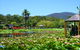Blue Lotus Water Garden - thumb 1