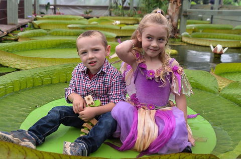 Blue Lotus Water Garden - Tourism Gold Coast 2