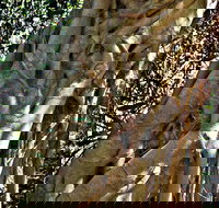 Bundagaree Rainforest Walk - Tourism Gold Coast