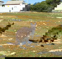 Cape Borda Lightstation - Flinders Chase National Park - Tourism Gold Coast