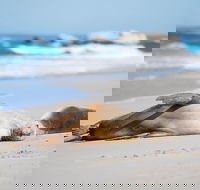 Cape Gantheaume Conservation Park and Wilderness Protection Area - Tourism Gold Coast