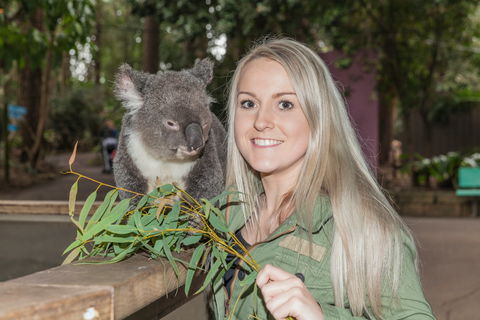 Koala Park Sanctuary - Tourism Gold Coast 0