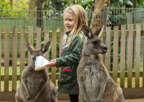 Koala Park Sanctuary - Tourism Gold Coast 1