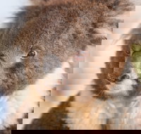 Kyabram Fauna Park - Gold Coast