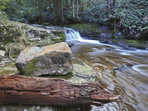 Liffey Falls Reserve - Tourism Gold Coast 0