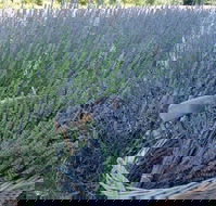 Melton - Tourism Gold Coast