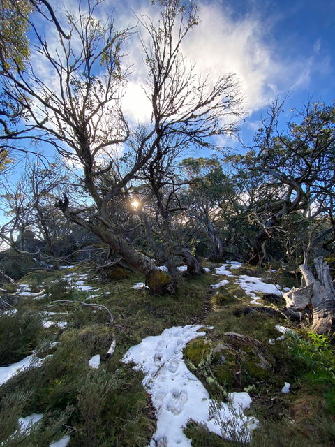 Mount Torbreck Summit Walk - Tourism Gold Coast 0