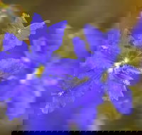 Mount Madden Scenic Drive - Tourism Gold Coast