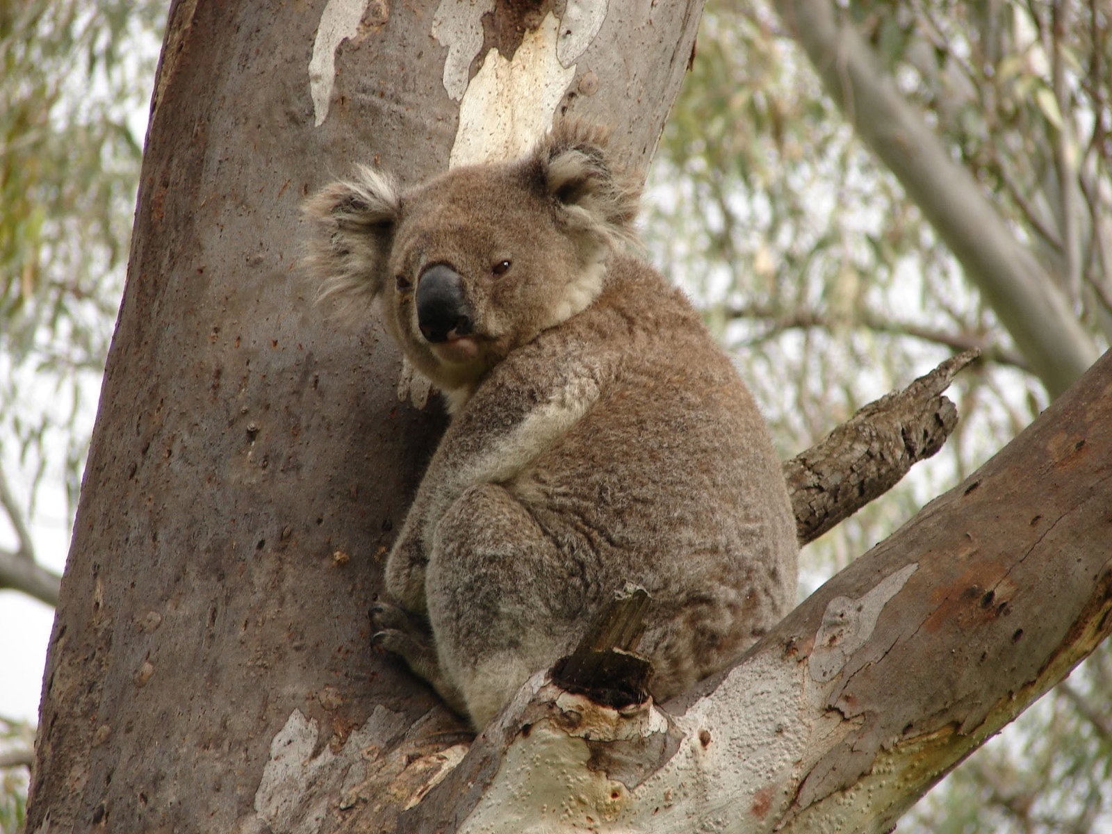 Narrandera NSW Tourism Gold Coast