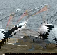 Pelican Feeding - Tourism Gold Coast