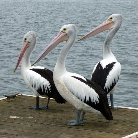 Pelican Feeding - Tourism Gold Coast 0