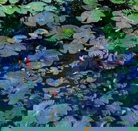 Pine Creek Water Gardens - Tourism Gold Coast