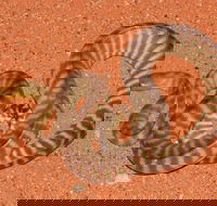 Red Desert Reptiles - Tourism Gold Coast