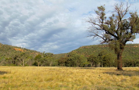Weddin Mountains National Park - Tourism Gold Coast 0