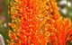 Wongan Hills Wildflowers - thumb 0