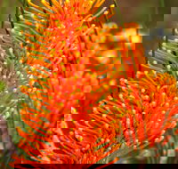 Wongan Hills Wildflowers - Gold Coast