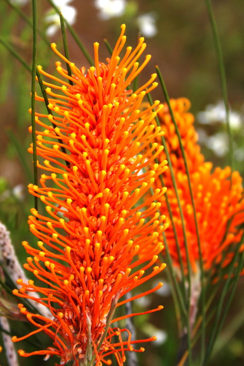Wongan Hills Wildflowers - Tourism Gold Coast 0