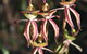 Wongan Hills Wildflowers - thumb 1