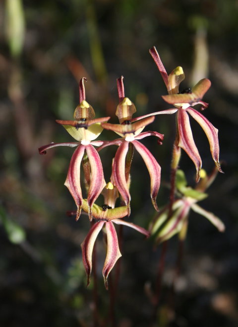 Wongan Hills Wildflowers - Tourism Gold Coast 1