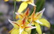 Wongan Hills Wildflowers - thumb 2