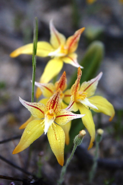 Wongan Hills Wildflowers - Tourism Gold Coast 2