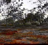 Woylie Walk Dryandra Woodland - Gold Coast